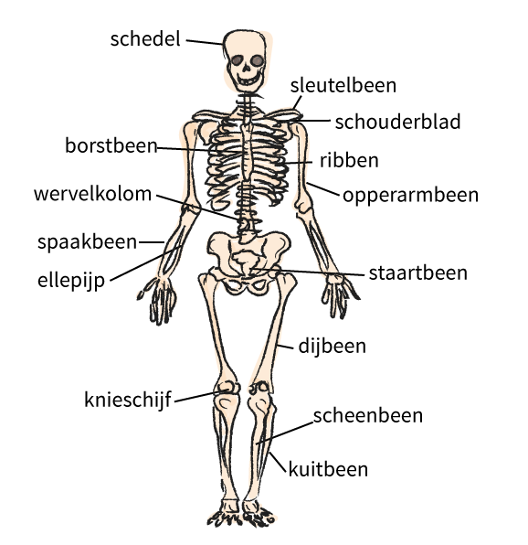 Cito groep 5 Studievaardigheden Teksten Het skelet Junior Einstein Cito groep 5 Studievaardigheden Teksten Het skelet Junior Einstein